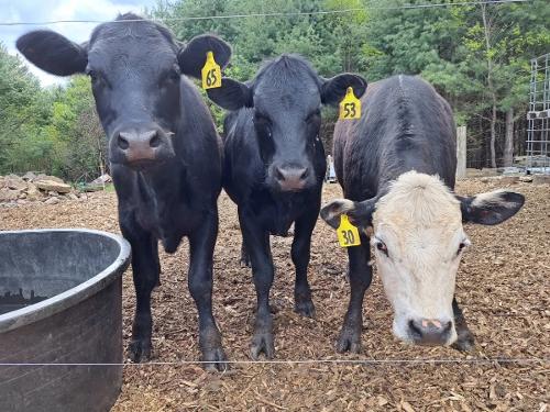 three tagged cows