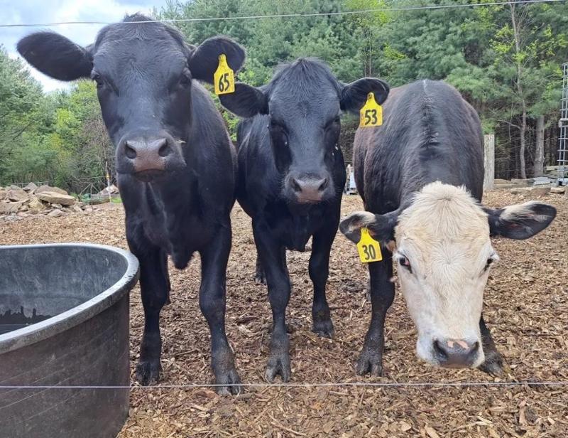 cows